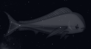 Constellation Pesce Dorato